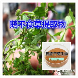 鵝不食草真空干燥粉優(yōu)質(zhì)原料植物提取物招商 西安 植物提取物