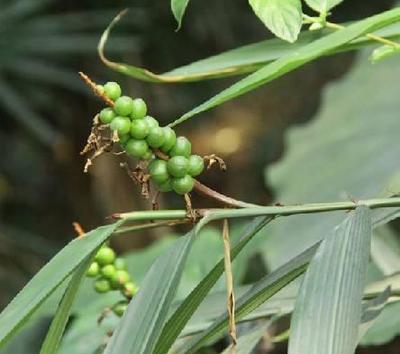 【代加工益智仁提取物 益智仁濃縮粉 藥食同源 植物提取物】?jī)r(jià)格,廠家,植物提取物