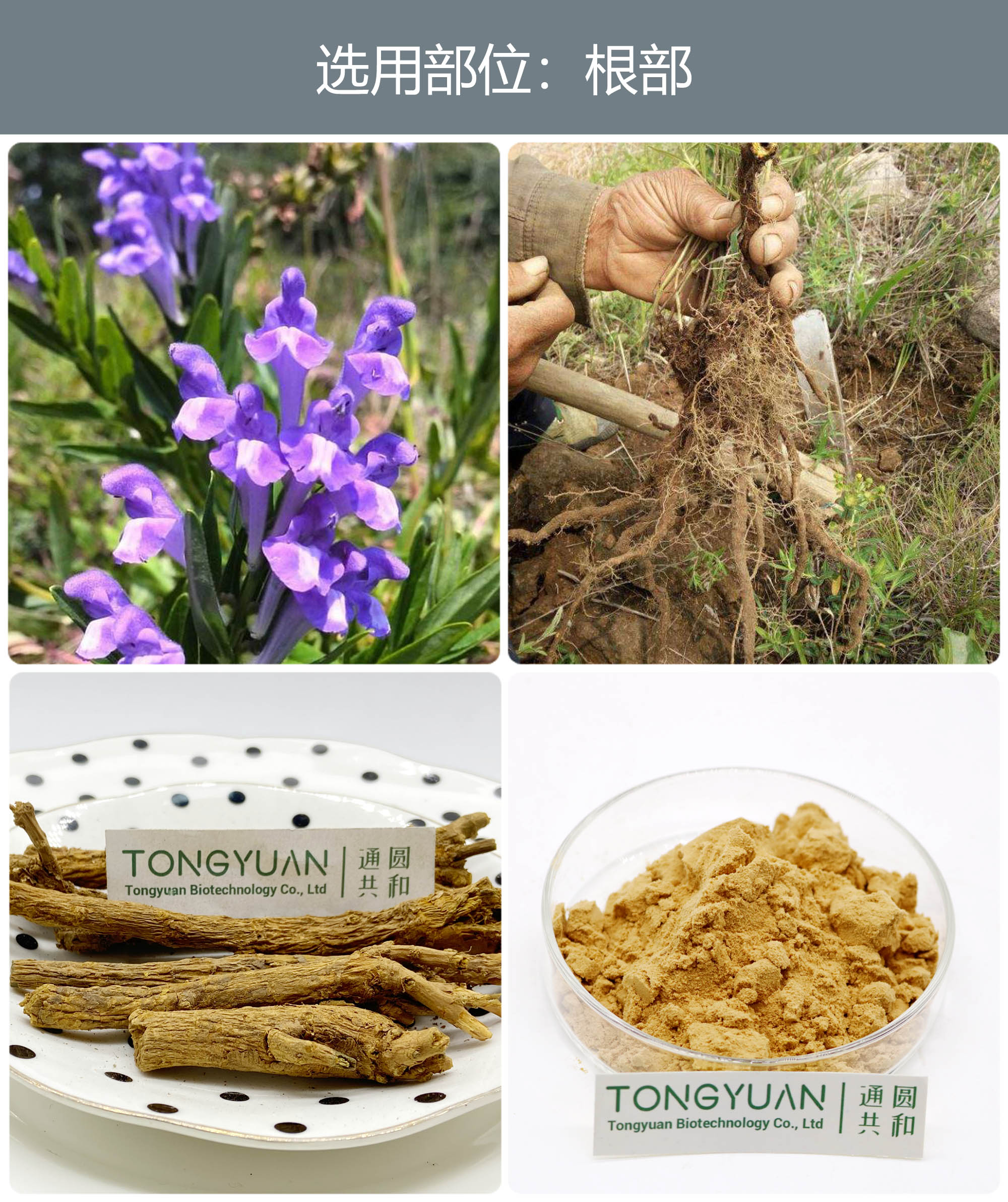 黃芩提取物 優(yōu)質(zhì)植物提取物引領(lǐng)健康食品新風(fēng)尚